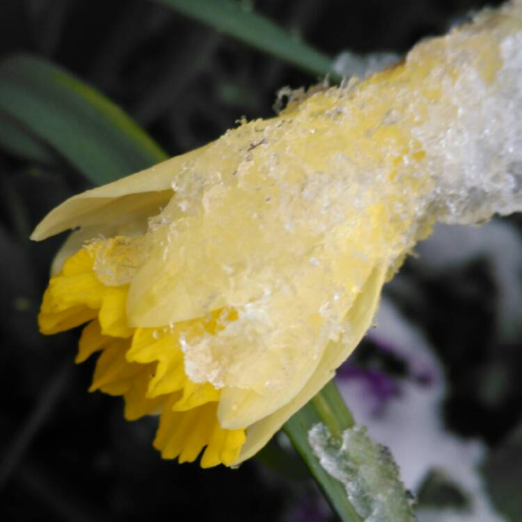 plant image 628708