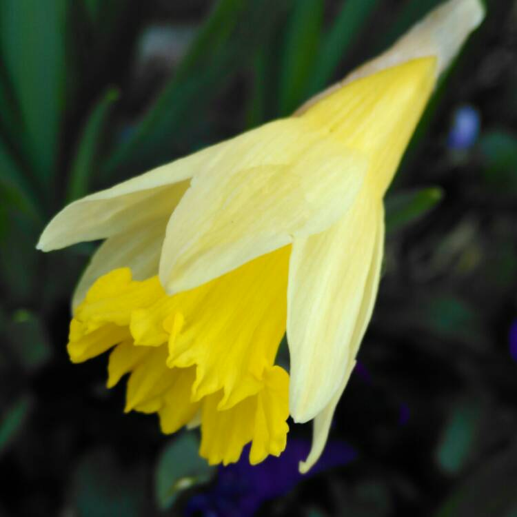 plant image 628981