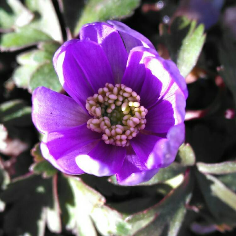 plant image 629259 plant image 629259