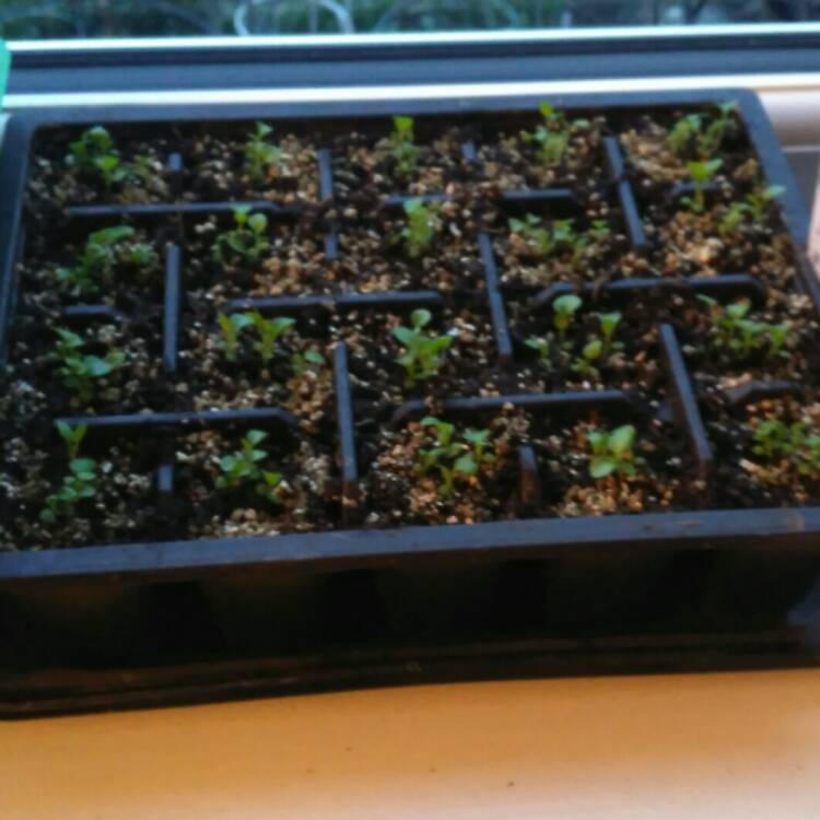 plant image 629504