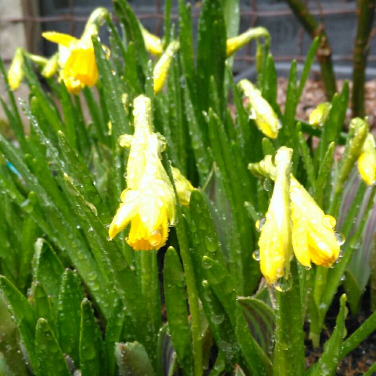 plant image 629919