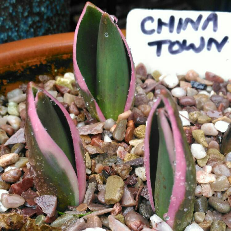 plant image 629922 plant image 629922