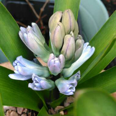 Hyacinthus orientalis 'Delft Blue'