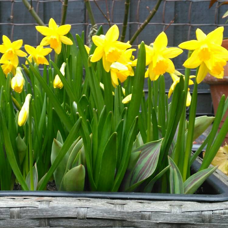 plant image 632736