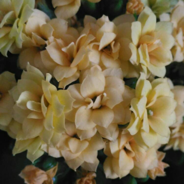 plant image 633924 plant image 633924