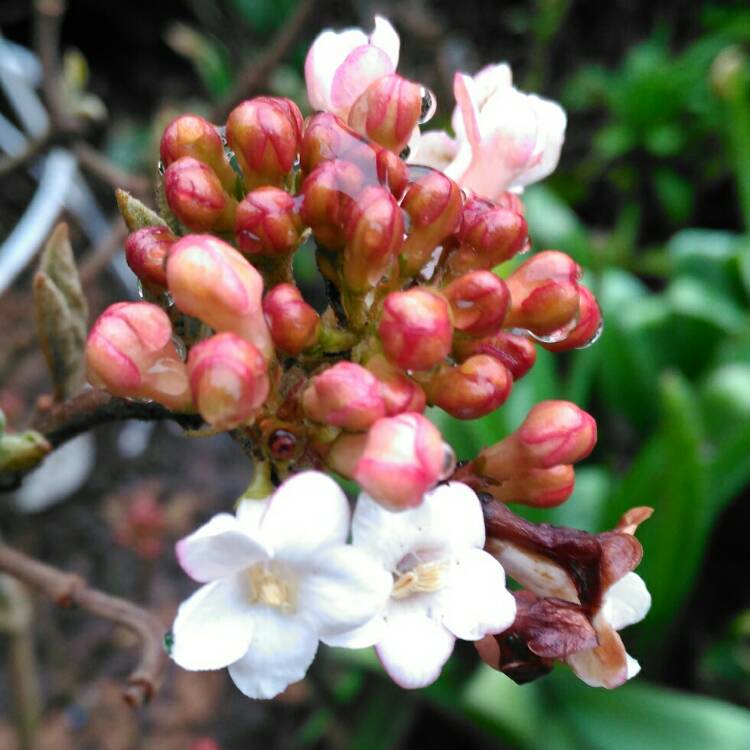 plant image 634129 plant image 634129