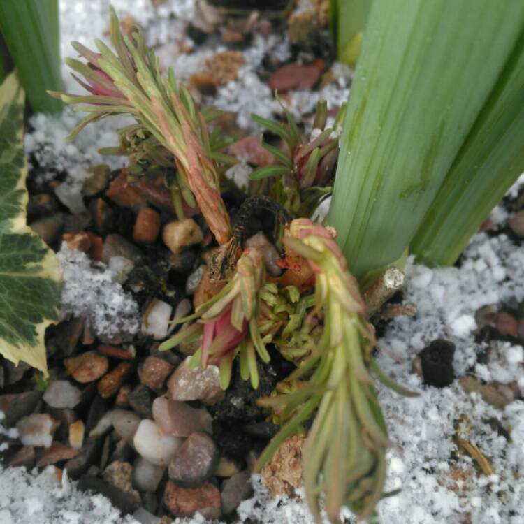 plant image 634710