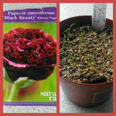 Papaver somniferum 'Black Beauty'
