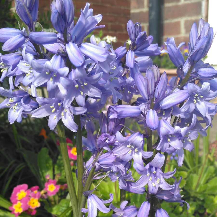 plant image 63717 plant image 63717