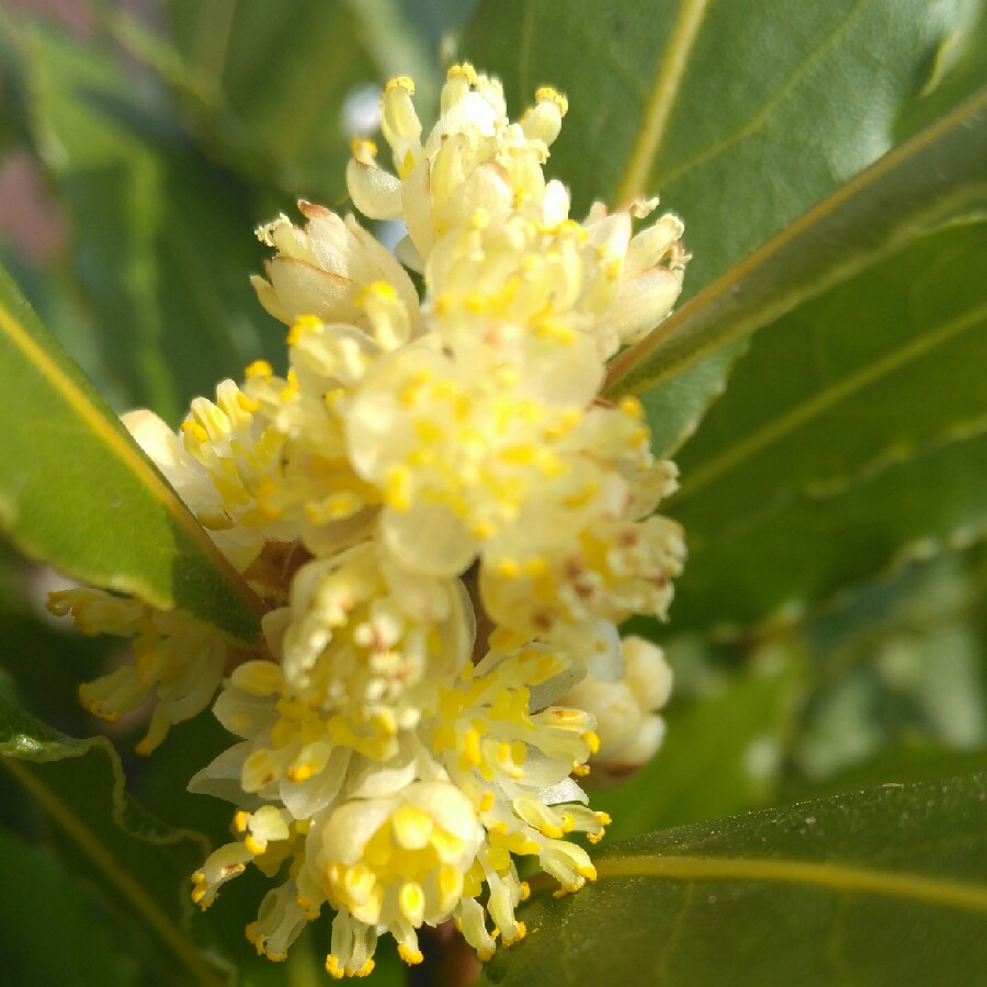 Laurus Nobilis