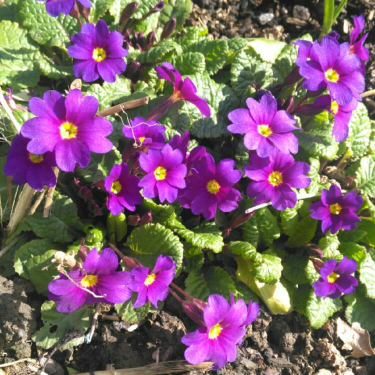 plant image 638327 plant image 638327