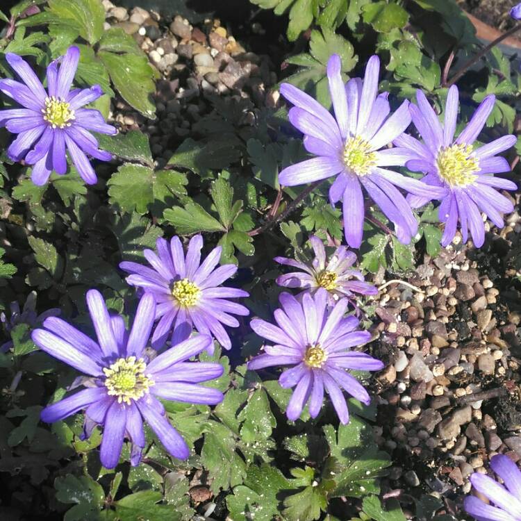 plant image 638330 plant image 638330