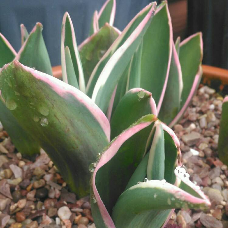 plant image 642177 plant image 642177