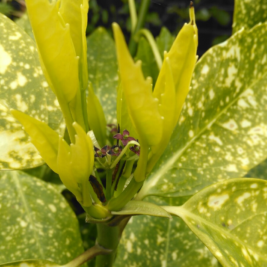 Aucuba variegata 'Crotonifolia'
