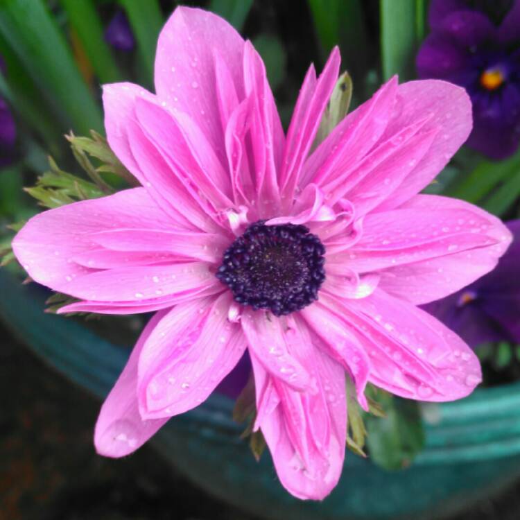 plant image 647785
