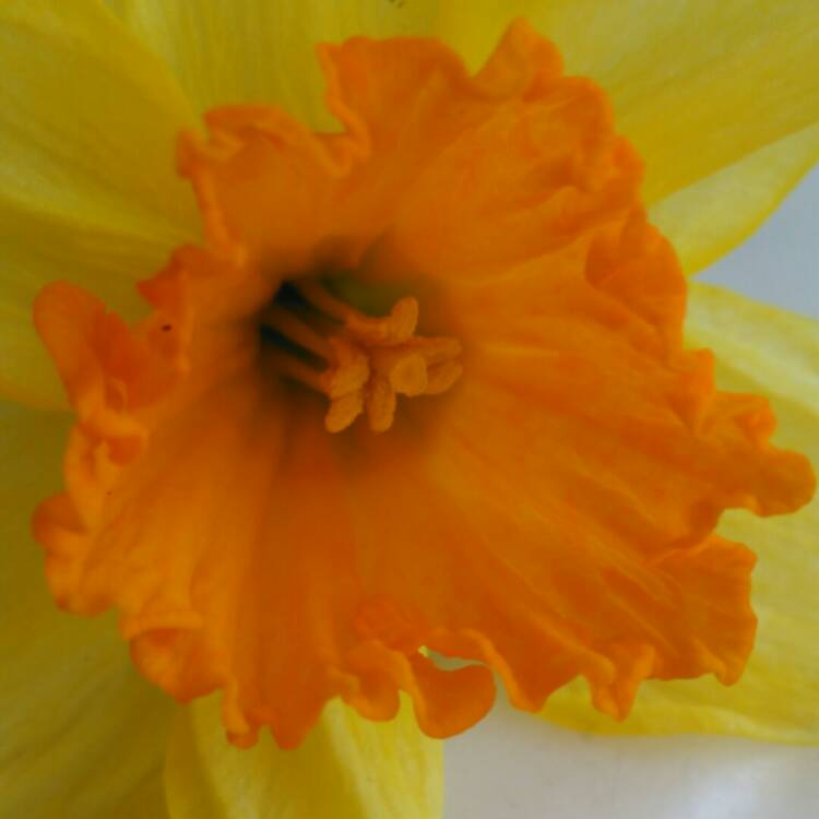 plant image 649291 plant image 649291