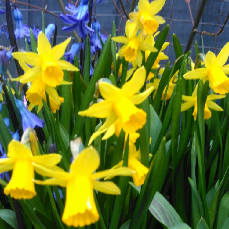 plant image 649293