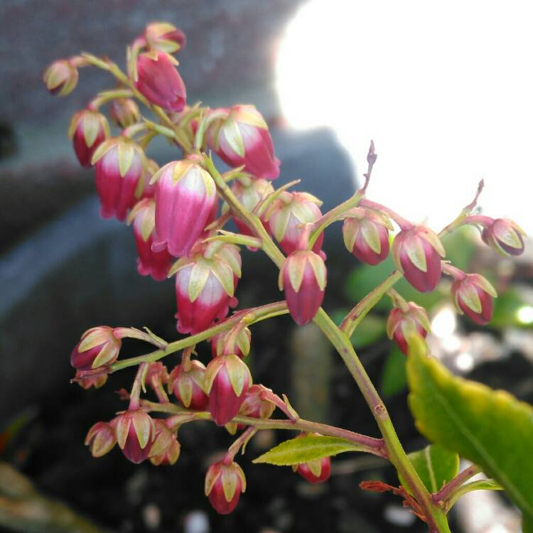 Plant image Pieris japonica 'Passion'