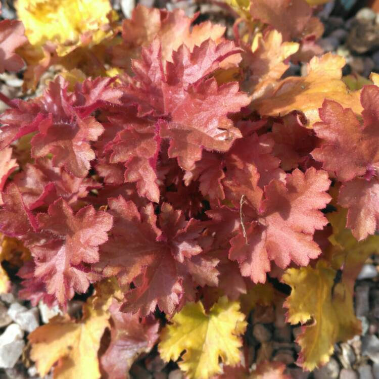 Plant image Heuchera 'Zipper'