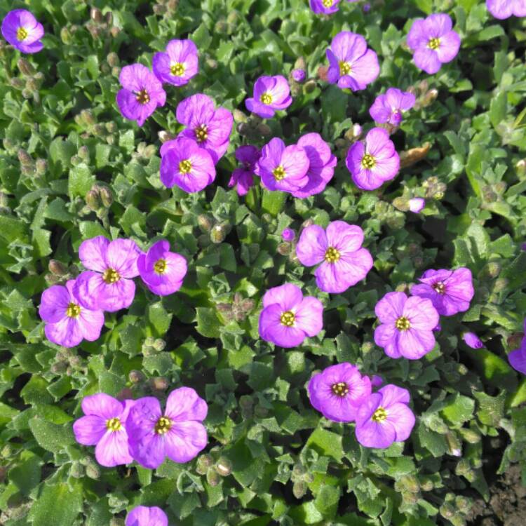 plant image 650590 plant image 650590
