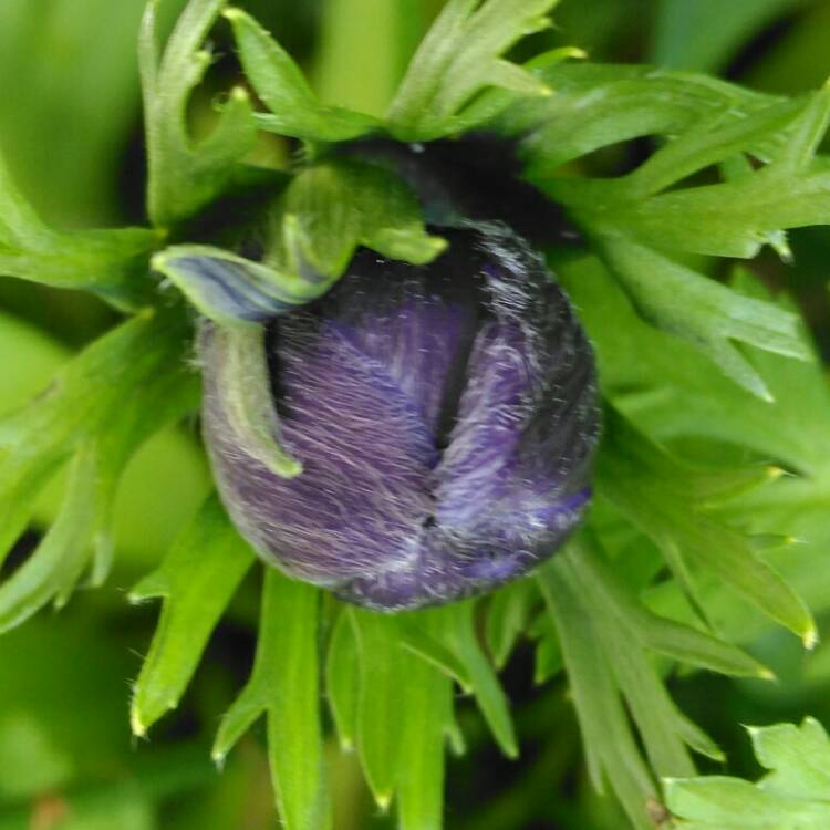 plant image 651751