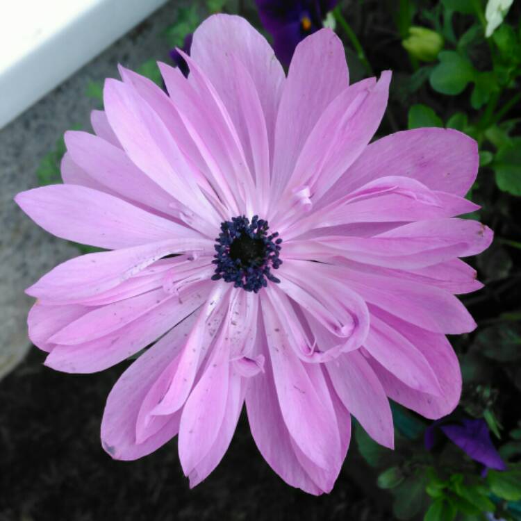 plant image 661760