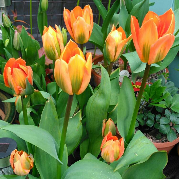plant image 662414