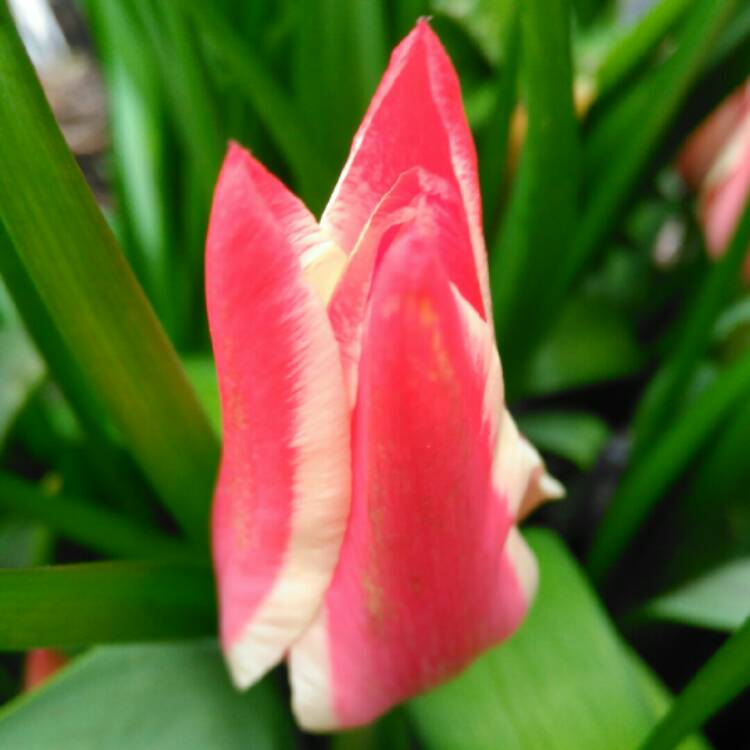 plant image 662422