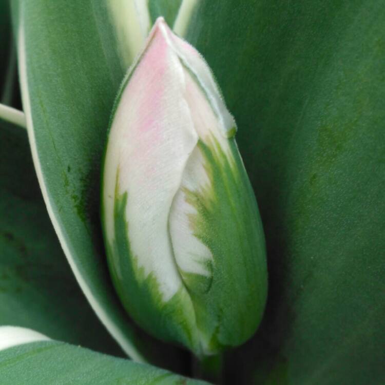 plant image 662490 plant image 662490