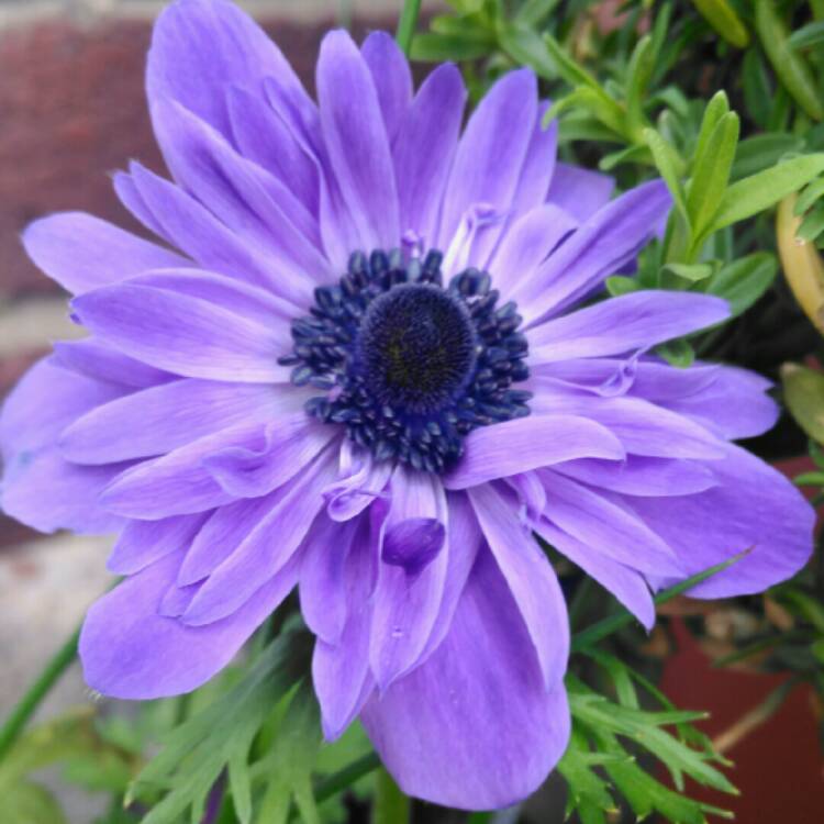 plant image 662493