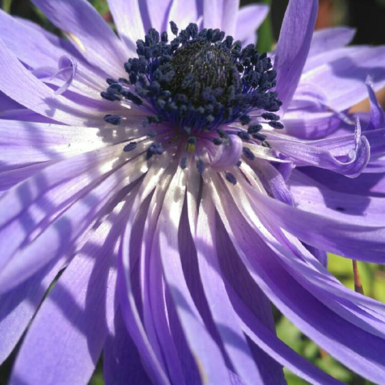 plant image 666732