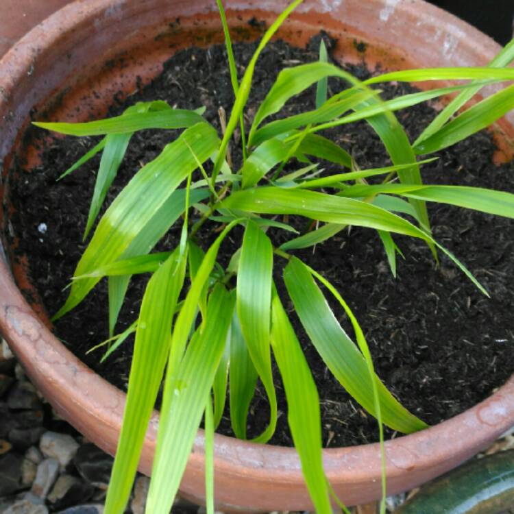 Plant image Hakonechloa macra 'Habsfl007' syn. Hakonechloa macra 'SunFlare'