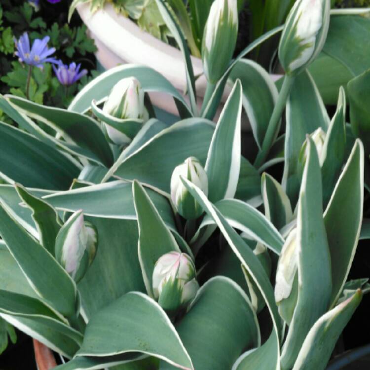 plant image 669055 plant image 669055