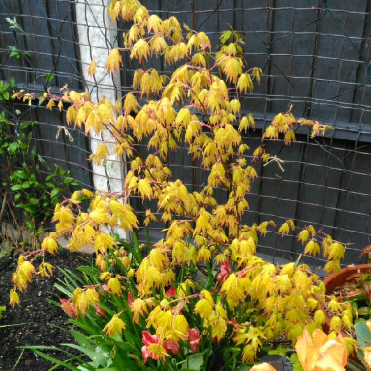 plant image 672389 plant image 672389