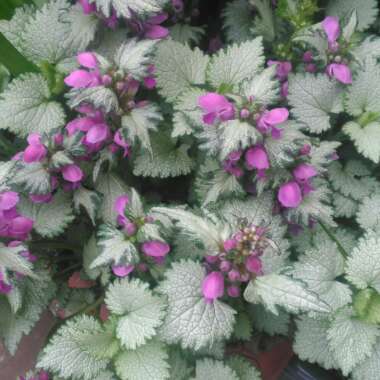 Lamium 'Maculatum' Beacon Silver'