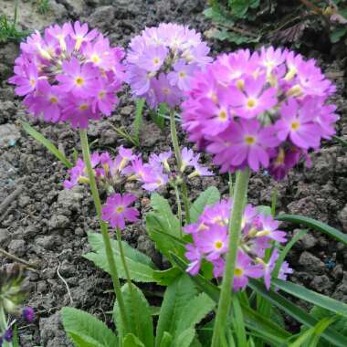 Primula denticulata