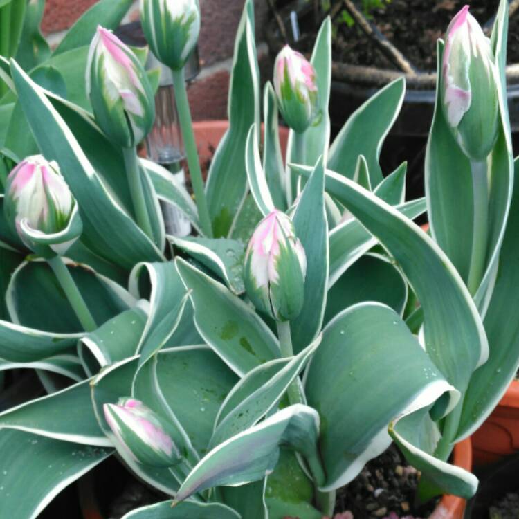 plant image 675349 plant image 675349