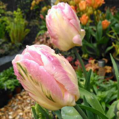 Tulipa