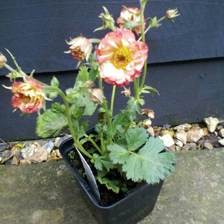plant image 678991 plant image 678991