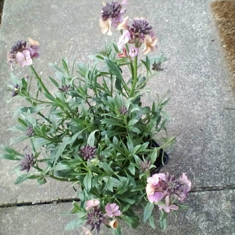 plant image 679001 plant image 679001