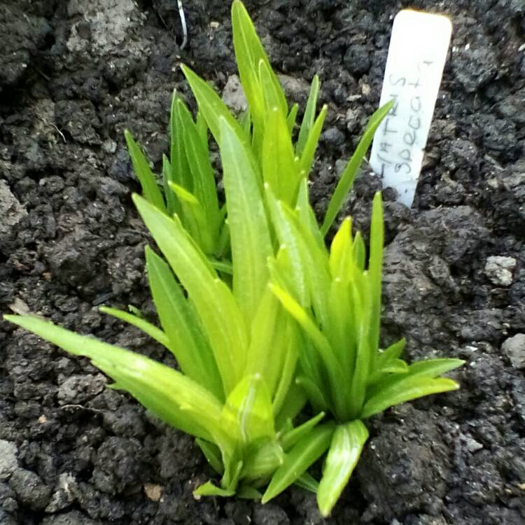 Plant image Liatris spicata 'Alba'