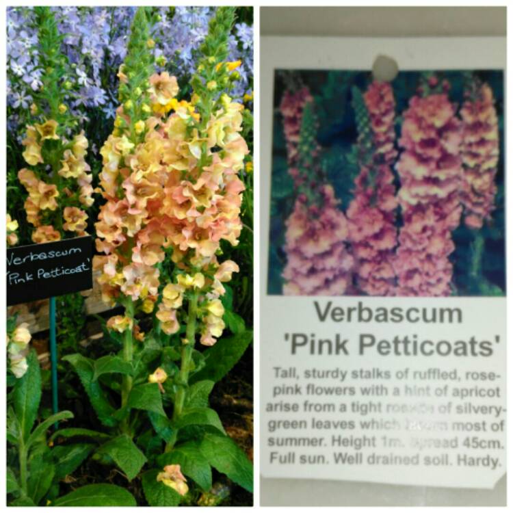 plant image 680624 plant image 680624