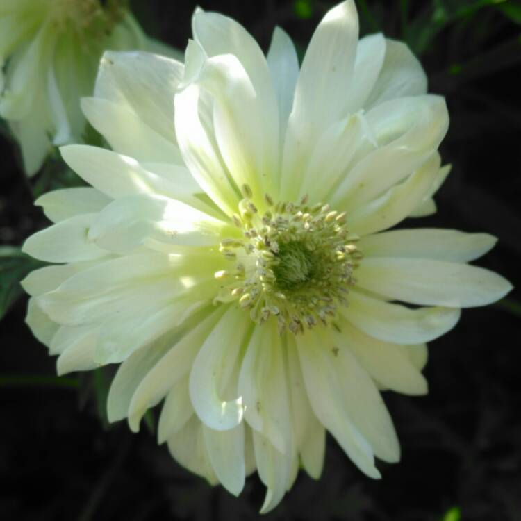 plant image 686274