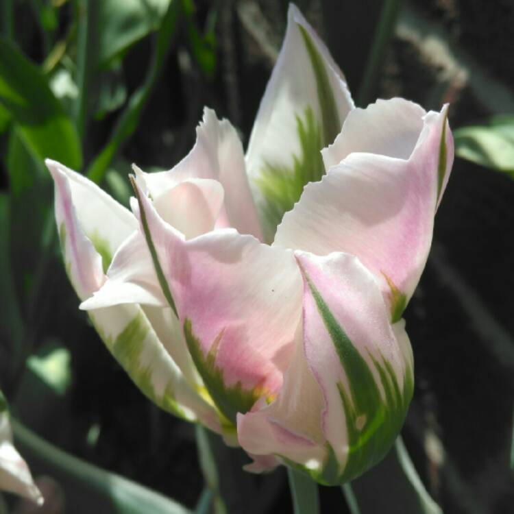 plant image 688044 plant image 688044