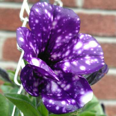 Petunia 'Kleph15313' syn. Petunia 'Night Sky', Petunia 'Headliner Night Sky'