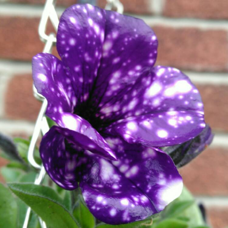 plant image 695138