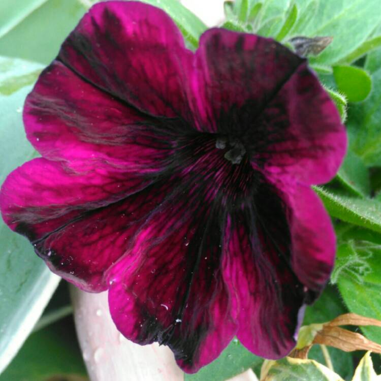 Plant image Petunia 'Johnny Flame'