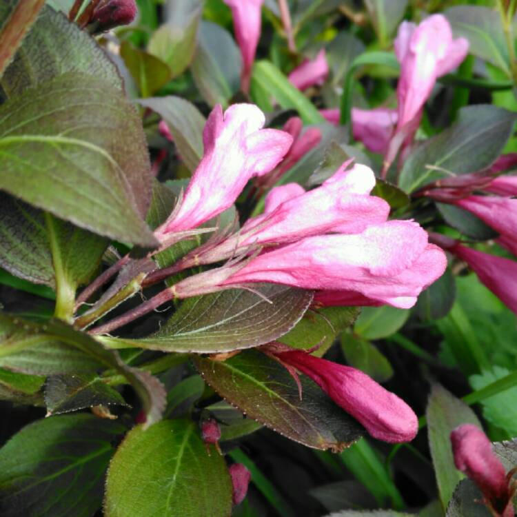 plant image 700403