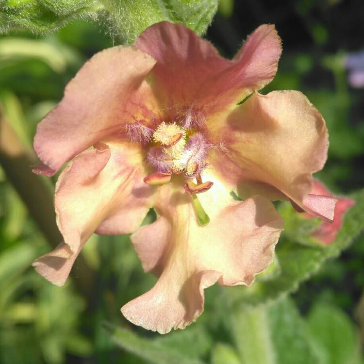 plant image 707242 plant image 707242