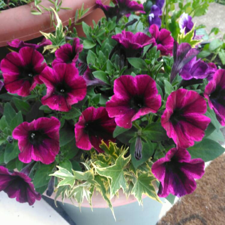 plant image 710976 plant image 710976